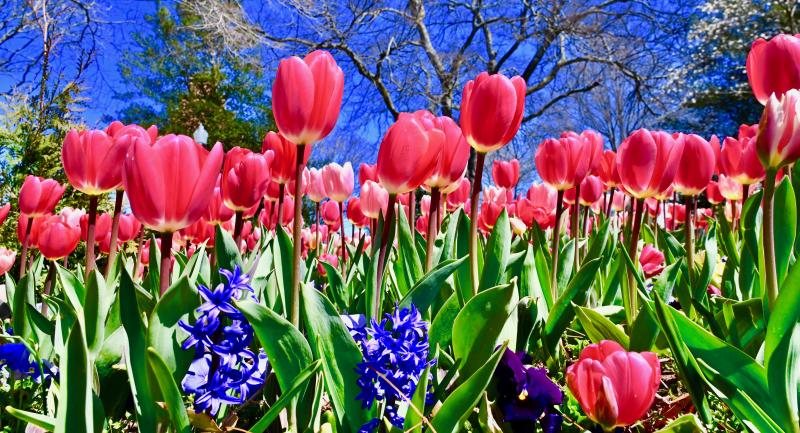 Keeping Dutch heritage alive, Lewes in Bloom plants thousands of tulips throughout the city leading up to the annual Tulip Festival. Tulips, first introduced in the 16th century, have been a mainstay of Dutch commerce ever since.